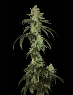 Rudy Regular Seeds (Arcana Collective) 🍋 OG Lemon