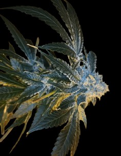 June Plum Seeds (Arcana Collective) 🌿 Plum Kush