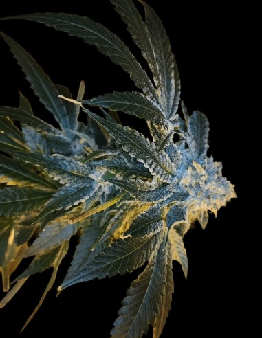 June Plum Seeds (Arcana Collective) 🌿 Plum Kush