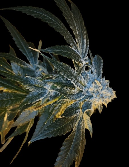 June Plum Seeds (Arcana Collective) 🌿 Plum Kush