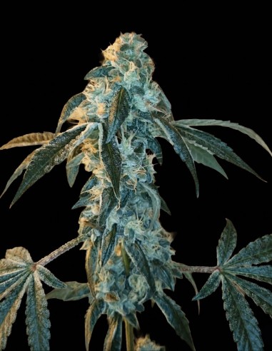 Key Klub 33 Seeds (Arcana Collective) 🍋 Lime OG Hit