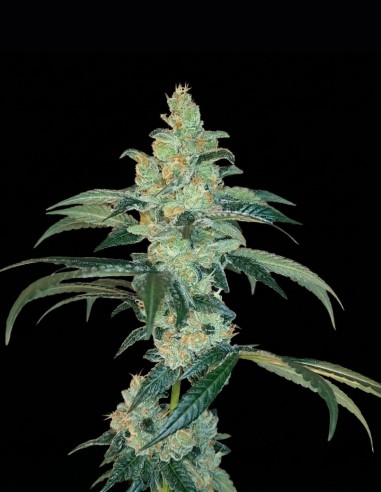 Bananalicious Regular Seeds (Arcana Collective) 🍌 Banana Terps