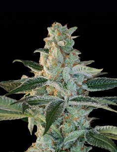 Elvis Breath Regular Seeds (Arcana Collective) 💥 Resin Hit
