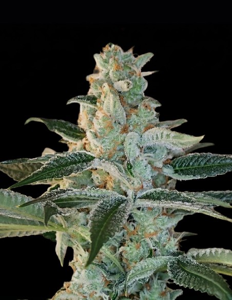 Elvis Breath Regular Seeds (Arcana Collective) 💥 Resin Hit