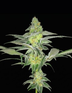 Rootbeer Breeze Regular Seeds (Arcana Collective) 🥤 Soda Funk