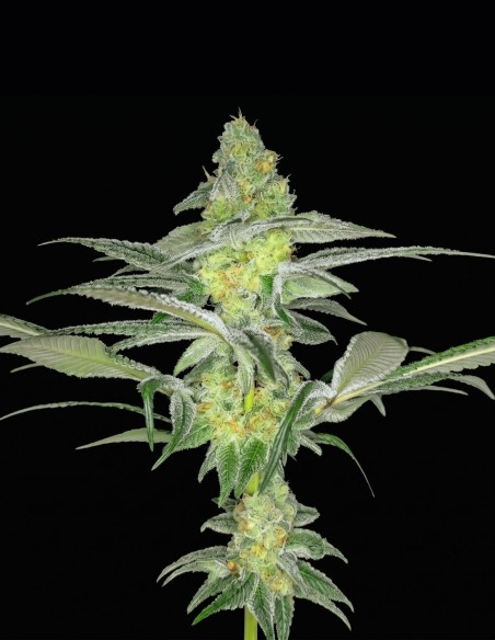 Rootbeer Breeze Regular Seeds (Arcana Collective) 🥤 Soda Funk