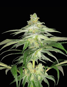 Lemontree S1 Seeds (Arcana Collective) 🍋 Strong Citrus
