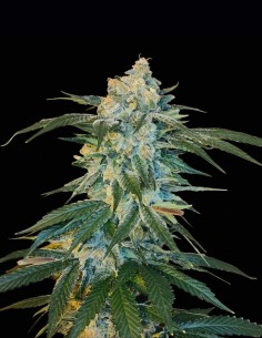 Sour Cherry Kush Seeds (Arcana Collective) 🍭 Candy Kush