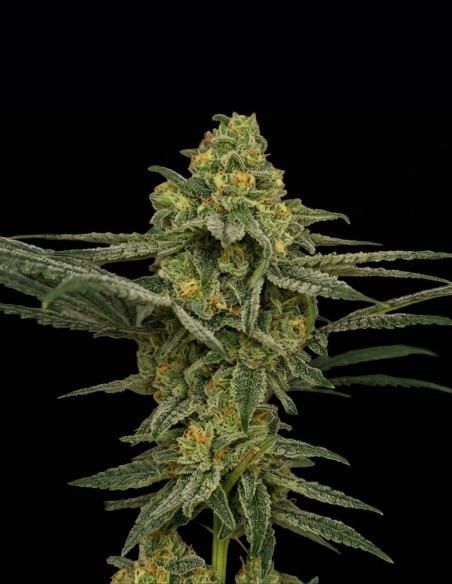 Yogananda Regular Seeds (Arcana Collective) 💥 OG Power