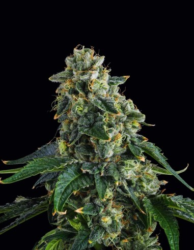 Presidential Pardon Seeds (Compound Genetics) 🌿 Minty