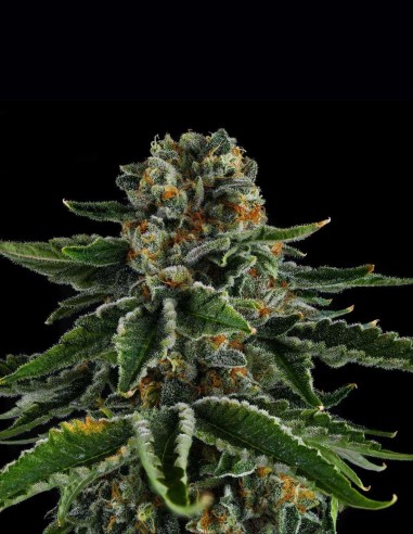 Mr Jones Seeds (Compound Genetics) 🍭Gas Candy Hit