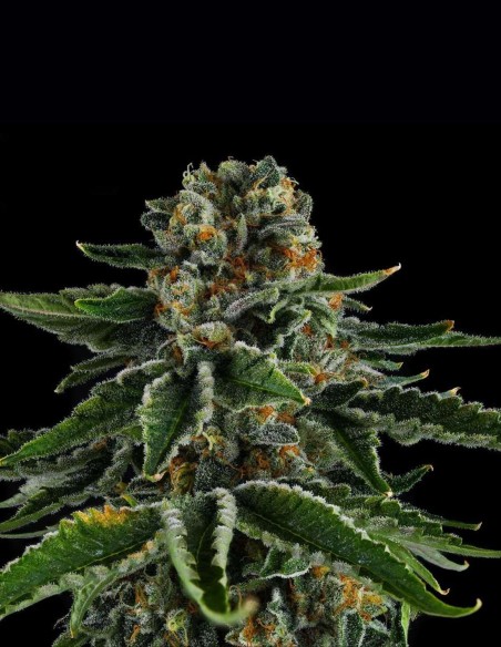 Mr Jones Seeds (Compound Genetics) 🍭Gas Candy Hit