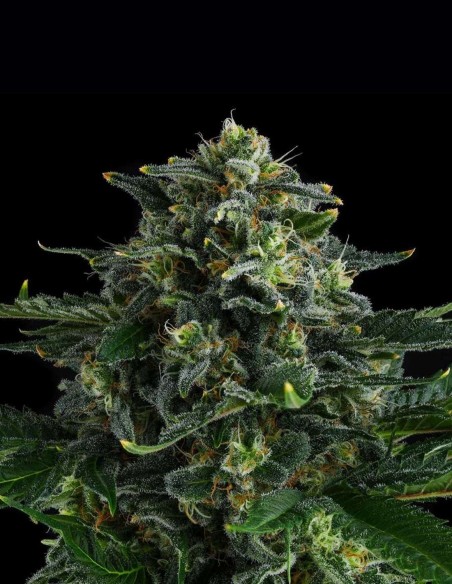 Philbo Baggins Seeds (Compound Genetics) 🍋 Lemon Funk