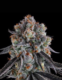 Gastro Funk Seeds (Compound Genetics) 🍇 Fruity Funk