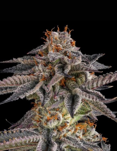 JAHrassic Seeds (Compound Genetics) 🍒 Fruit Power