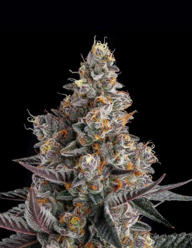 Shake Back Seeds (Compound Genetics) 🌿 Dense Buds