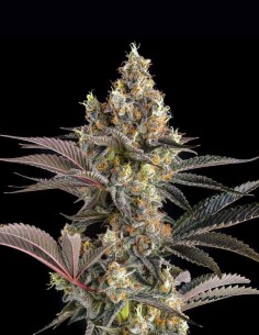 Tostones Seeds (Compound Genetics) 🔥 Old-School Fire