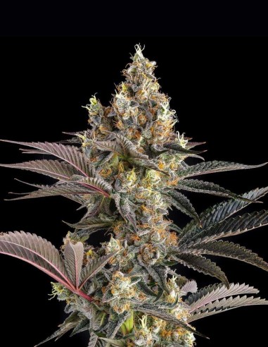 Tostones Seeds (Compound Genetics) 🔥 Old-School Fire