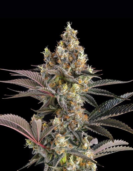 Tostones Seeds (Compound Genetics) 🔥 Old-School Fire