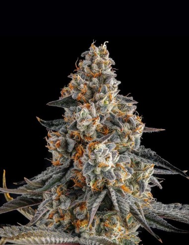 La Llorona Seeds (Compound Genetics) 🌸 Floral Sweet