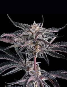 Nakamarra Seeds (Compound Genetics) ❄️ Loud Menthol