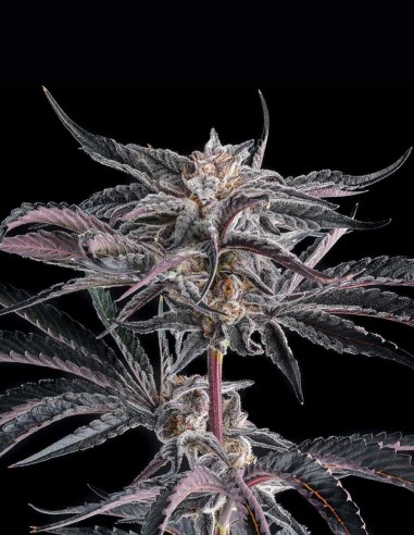 Nakamarra Seeds (Compound Genetics) ❄️ Loud Menthol