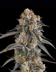 Solazo Seeds (Compound Genetics) 🌴 Tropical Candy