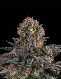 Orange Moon Seeds (Compound Genetics) 🍊 Loud Fruit