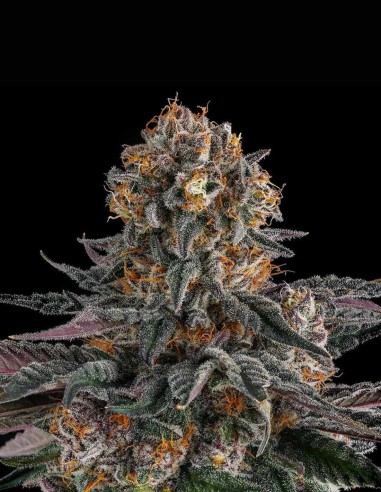 Orange Moon Seeds (Compound Genetics) 🍊 Loud Fruit