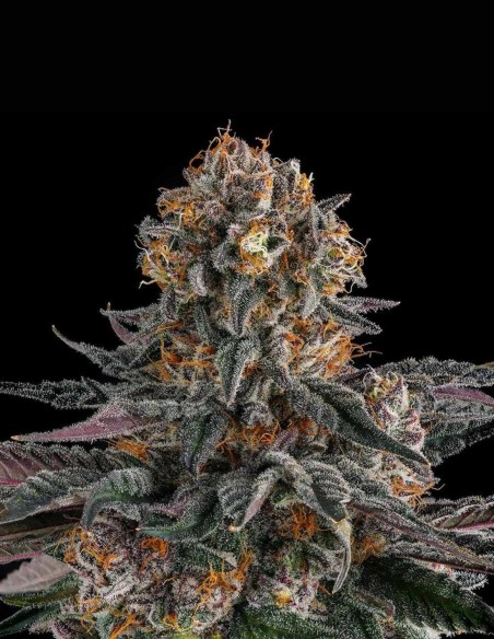 Orange Moon Seeds (Compound Genetics) 🍊 Loud Fruit