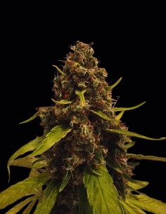 Graines CBD 3D (CBD Crew) 🌿 Puissance équilibrée riche en CBD