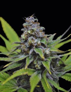 Graines CBD Critical Mass (CBD Crew) 🍯 Douce saveur de miel