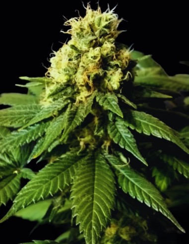 Graines CBD Divine (CBD Crew) 🍒 Saveur Fruitée