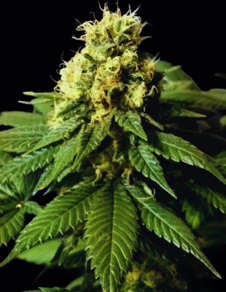 Graines CBD Divine (CBD Crew) 🍒 Saveur Fruitée