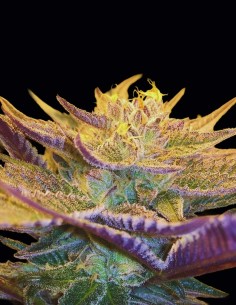 Graines CBD Girl Scout Cookies (CBD Crew) 🍪 Saveur Sucrée