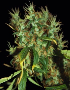 Graines CBD Mango Haze (CBD Crew) 🌴 Équilibre Tropical