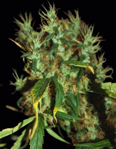 CBD Mango Haze Samen (CBD Crew) 🌴 Tropische Balance