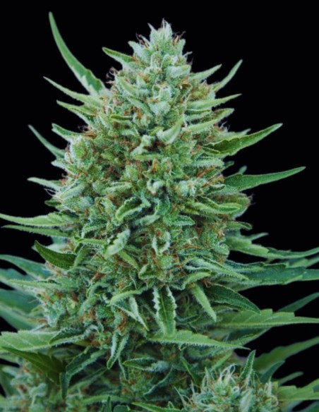 Graines CBD MedGom Auto (CBD Crew) 🍋 Résine Citronnée