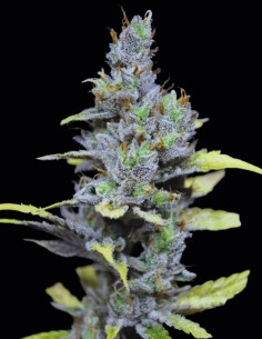 CBD MediHaze Samen (CBD Crew) 🍯 Honig-Zitrus-Geschmack