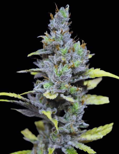 Semillas CBD MediHaze (CBD Crew) 🍯 Sabor miel y cítricos