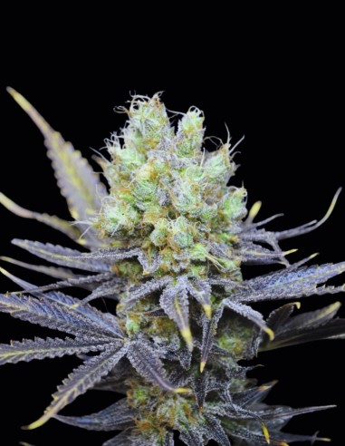 Semillas CBD Nordle (CBD Crew) 🌱 Calma corporal profunda