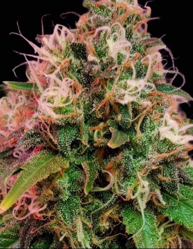 Semi CBD OG Kush (CBD Crew) 🌱 Kush Bilanciata