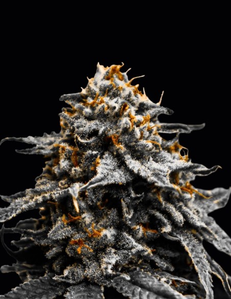 Auto Twilight Zlush Seeds (Original Sensible) ⚡ Fast & Potent