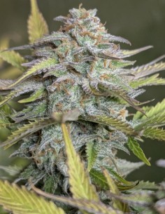 Auto Twilight Zlush Seeds (Original Sensible) ⚡ Fast & Potent 2