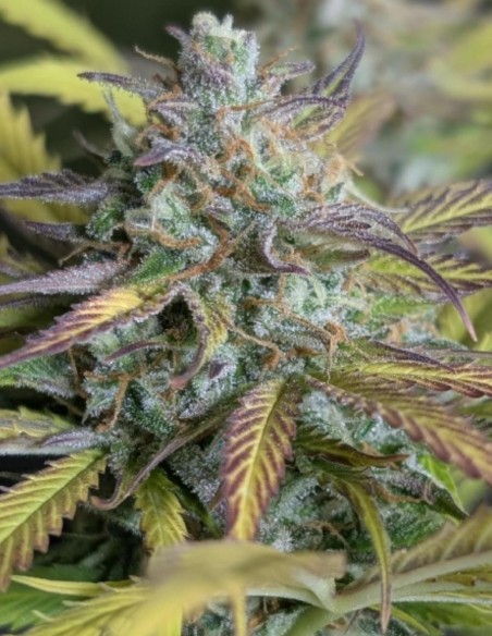 Auto Twilight Zlush Seeds (Original Sensible) ⚡ Fast & Potent
