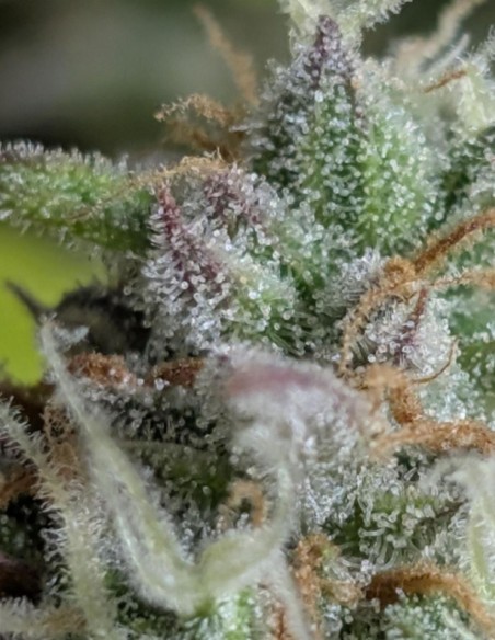 Auto Twilight Zlush Seeds (Original Sensible) ⚡ Fast & Potent