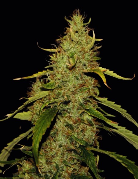 Graines CBD PH (CBD Crew) 🌱 Sativa à haut rendement