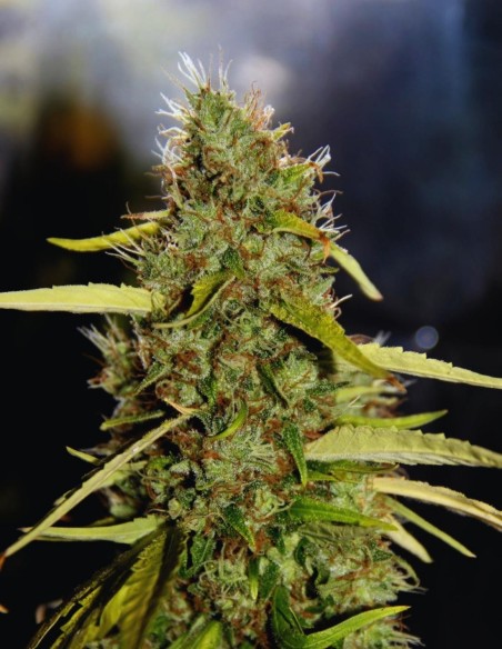 Graines CBD PH (CBD Crew) 🌱 Sativa à haut rendement