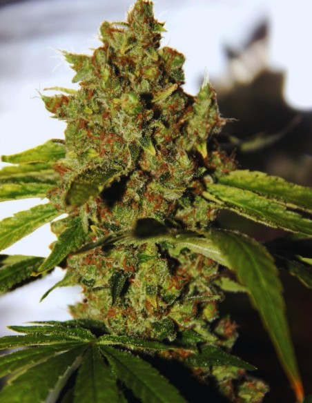 Graines CBD PH (CBD Crew) 🌱 Sativa à haut rendement
