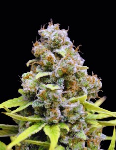 Semi CBD SharkShock (CBD Crew) 🌱 Indica Rilassante e Veloce